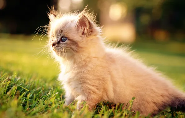 Cat, white, grass, cat, macro, kitty, cat
