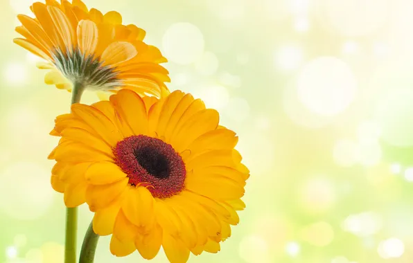 Background, gerbera, flowering, background, gerberas, bloom