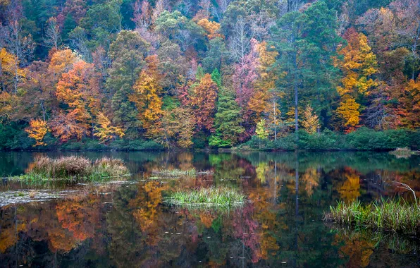 Autumn, forest, trees, lake, reflection, USA, Alabama, Grayson Valley