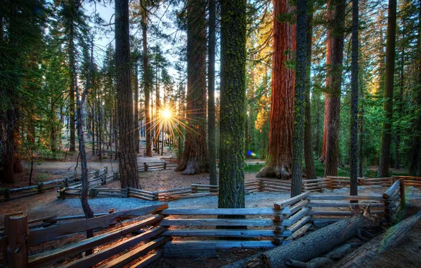 Forest, trees, sunrise, the fence, morning
