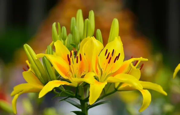 Picture leaves, Lily, yellow, buds, flowering