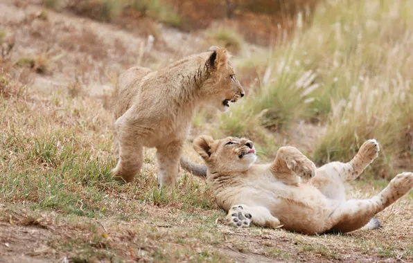 Picture the game, predators, pair, kids, wild cats, the cubs, cubs