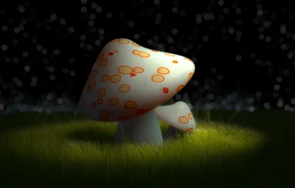 Night, mushroom, mushroom, clearing