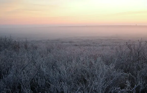 Grass, blue, Dawn