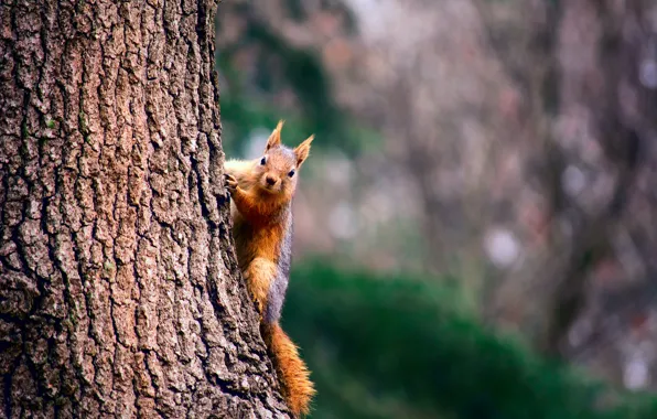 Picture background, tree, texture, protein, trunk, bark, bokeh