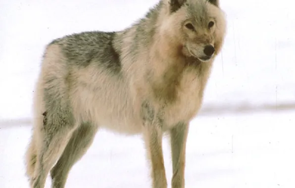Picture nature, predator, animal, wolf, wildlife, portrait, Handsome, portrait.