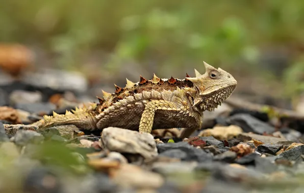 Picture look, nature, stones, lizard, spikes, bokeh, reptile