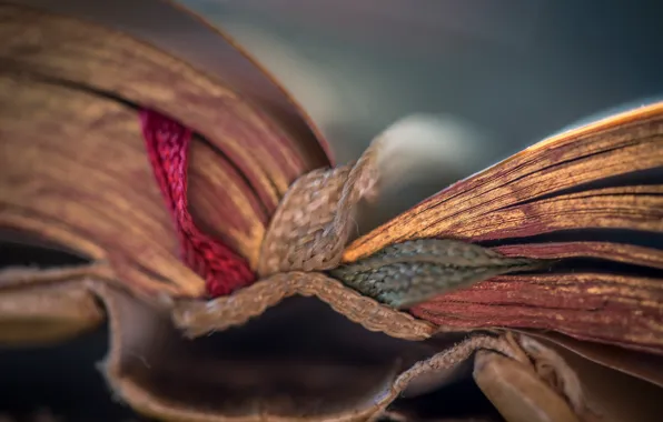 Picture macro, background, book