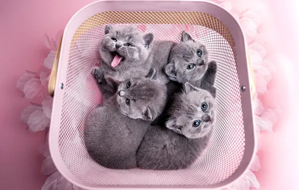 Language, look, cats, pose, kitty, kittens, kids, grey