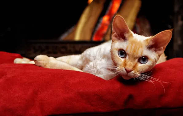 Cat, cat, look, red, comfort, the dark background, room, portrait