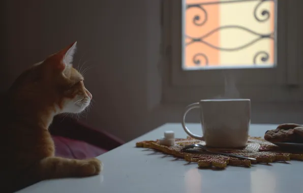 Cat, window, Cup, red