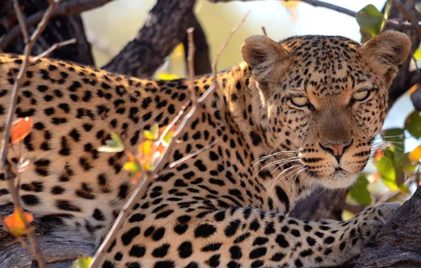 Picture look, trees, predator, spot, leopard