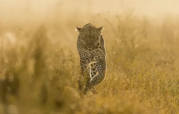 Picture field, leopard, walk