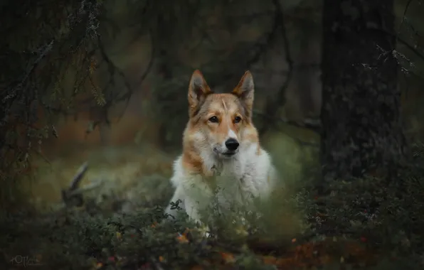 Branches, nature, tree, animal, dog, trunk, dog, Natalia Ponikarova