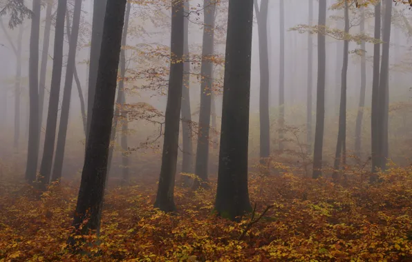Autumn, forest, trees, nature, fog, Niklas Hamisch