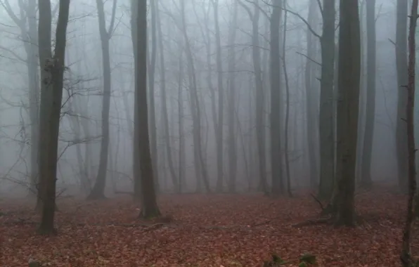Autumn, forest, trees, nature, fog