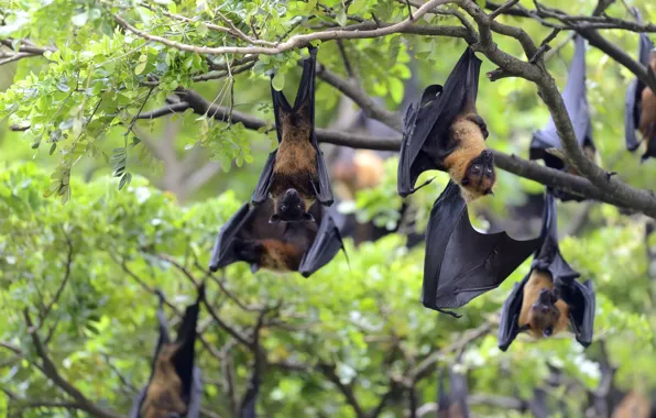 Nature, tree, bat, bats, a lot, hang, flying Fox, flying Fox