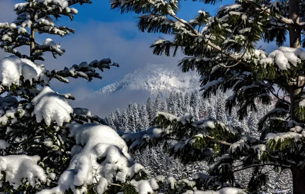 Picture winter, snow, trees, landscape, mountains, branches, nature, forest