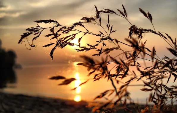 Picture spider, the evening, lake, nature, plant