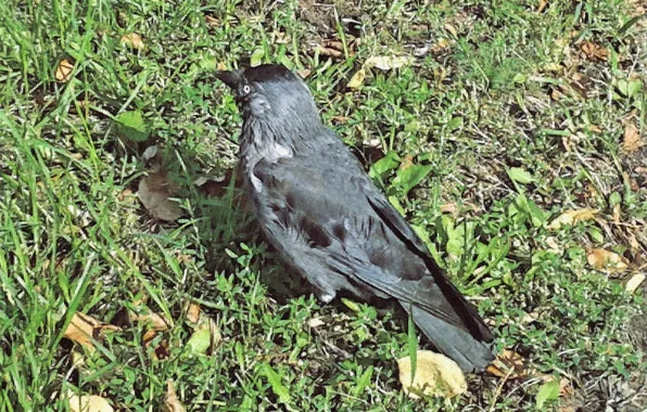 Birds, September, jackdaw, Autumn 2024