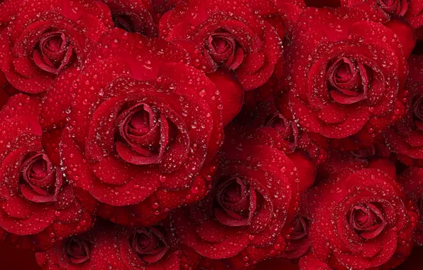 Picture water, drops, red, roses, bouquet
