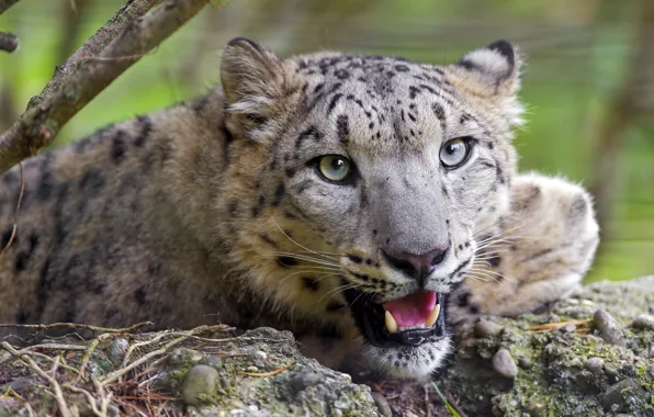 Picture face, predator, snow leopard, big cat