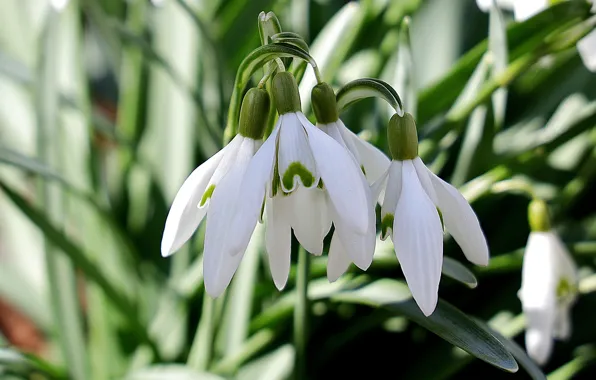 Picture leaves, macro, light, flowers, spring, snowdrops, white