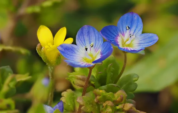 Macro, Veronica, bokeh