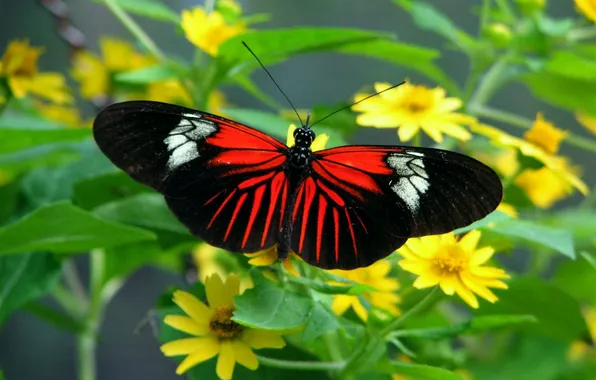 Leaves, macro, butterfly, wings, beautiful, flowers, closeup