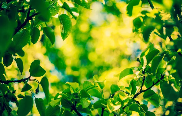 Greens, leaves, macro, blur, bokeh