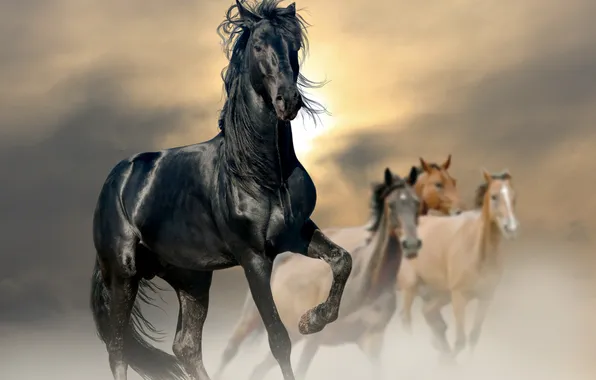 The sun, horse, horse, dust