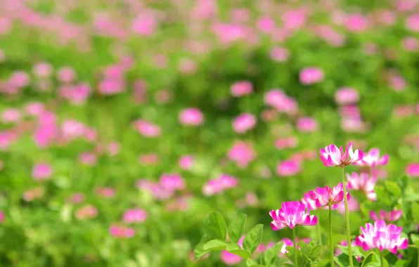 Picture field, flowers, nature, photo, Wallpaper