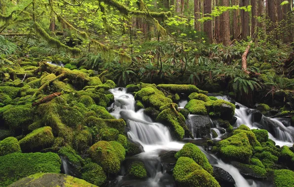 Forest, water, green, river, stones, moss