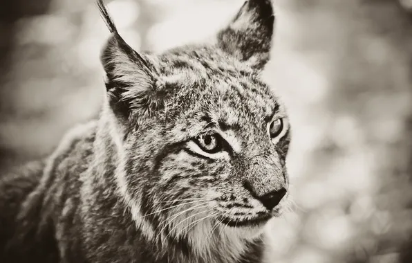 Picture look, beast, lynx