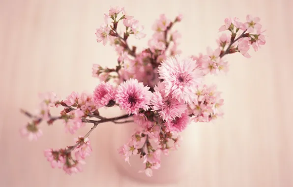 Picture flower, pink, flowers, beauty