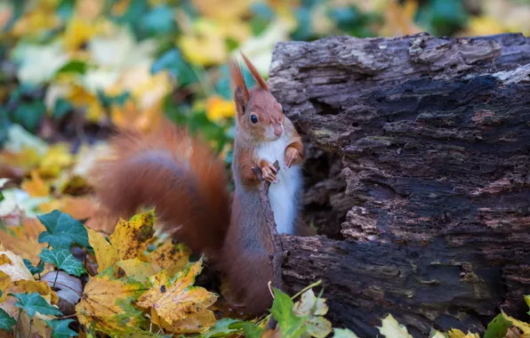 Wallpaper autumn, leaves, nature, pose, stump, protein, rodent for ...