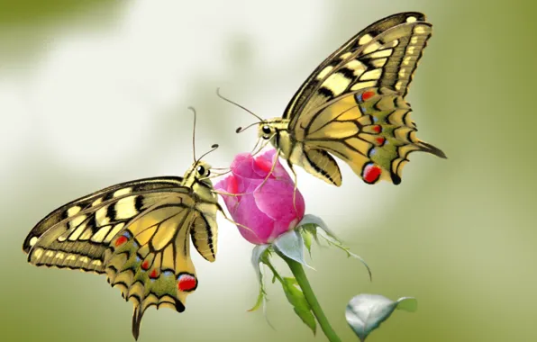 Garden, spring, insect, butterflies