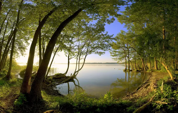 Lake, shore, Trees