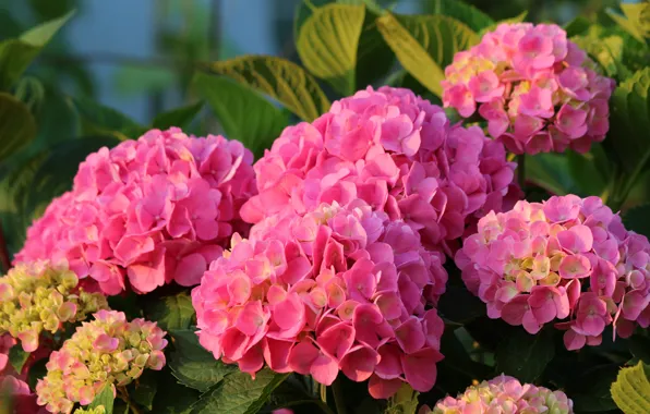 Picture pink, the bushes, hydrangea