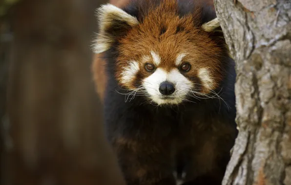 Picture background, tree, firefox, Red Panda