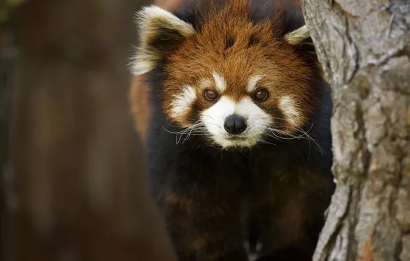 Background, tree, firefox, Red Panda