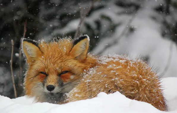 Picture snow, Prada, Fox