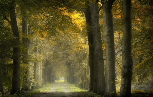 Picture autumn, nature, Park
