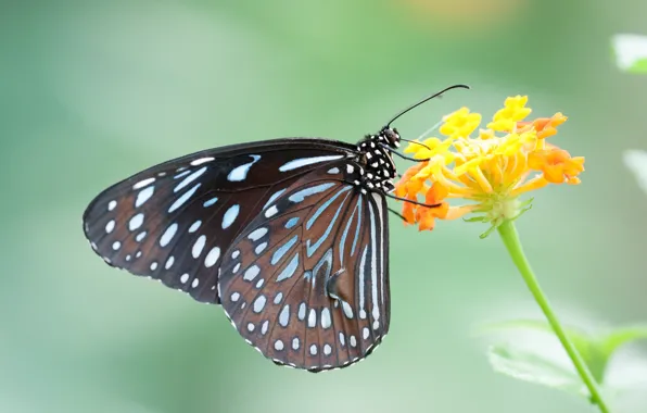 Picture flower, butterfly, ake
