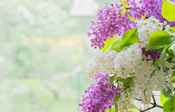 Picture flowers, branches, spring, white, flowering, lilac, lilac
