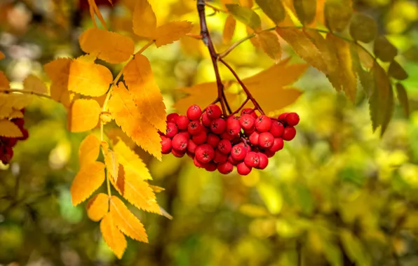 Picture autumn, leaves, berries, paint, branch, Rowan