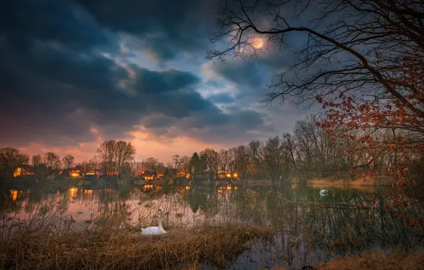 Picture sunset, lake, swans