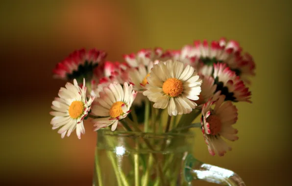 Flowers, background, color