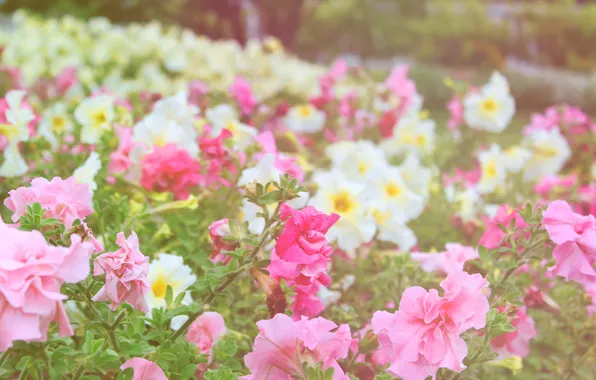 Picture flowers, Park, garden