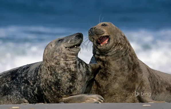Picture Germany, Helgoland, grey seals